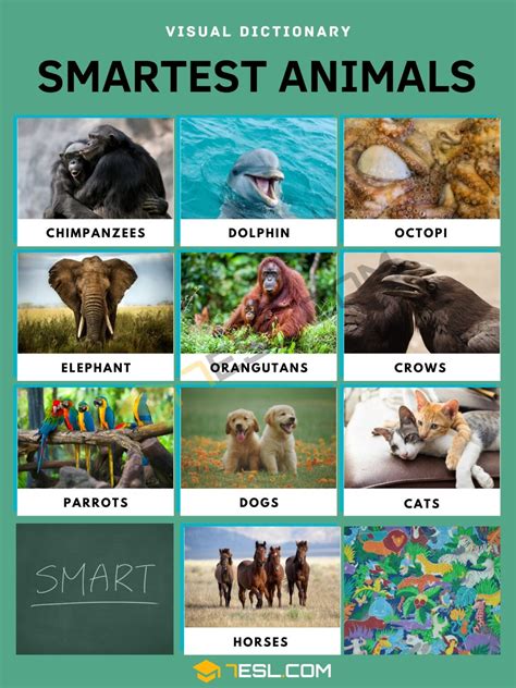Which animal is the smartest?